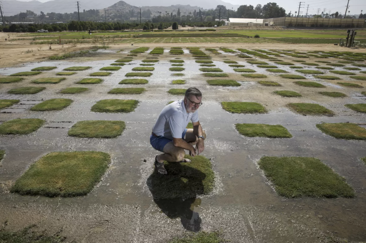 Drought-resistant turf patents